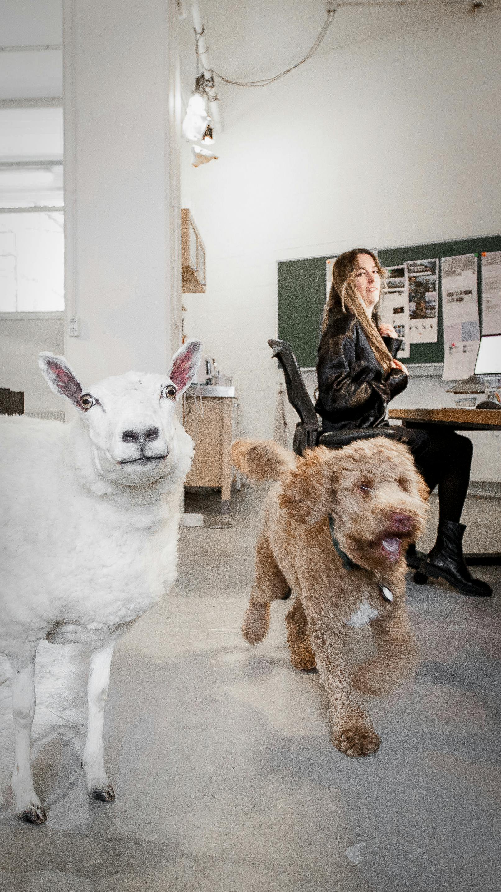 Foto van de studio waarbij een opgezet schaap midden in de ruimte staat en een hond het beeld uit loopt. een ontwikkelaar kijkt lachend op.